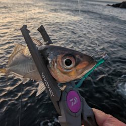 陸っぱり釣行記