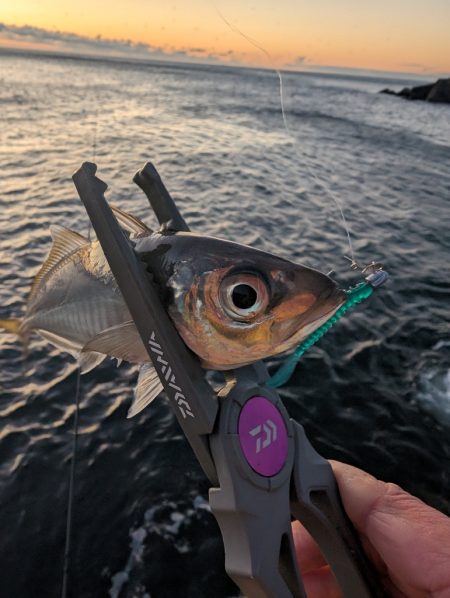 陸っぱり釣行記