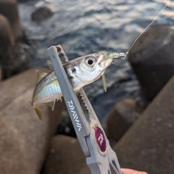 陸っぱり釣行記ジグ単