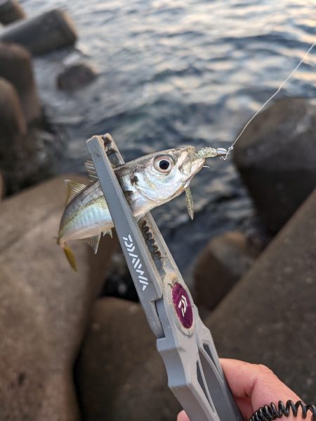 陸っぱり釣行記ジグ単