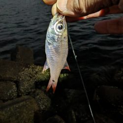 陸っぱり釣行記