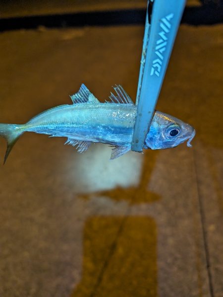 陸っぱり釣行記