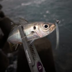 陸っぱり釣行記