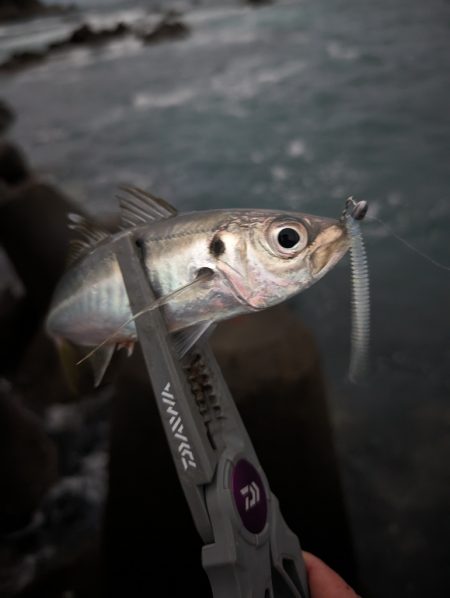 陸っぱり釣行記
