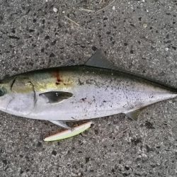 今年初の鰤！釣れました!