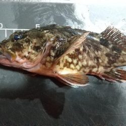 ファーストフィッシュはガシラ