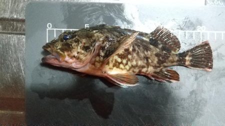 ファーストフィッシュはガシラ