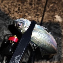 家出メバリング