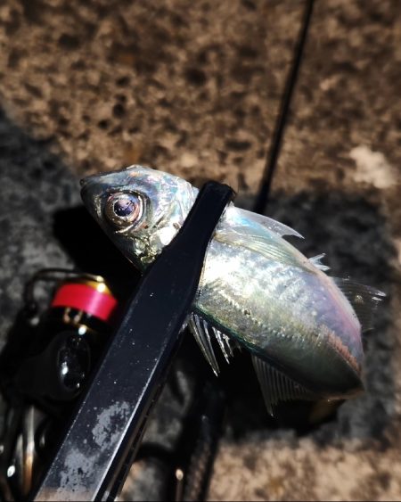 家出メバリング