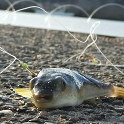 夕マヅメ/ライトルアー