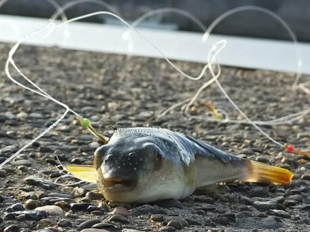 夕マヅメ/ライトルアー