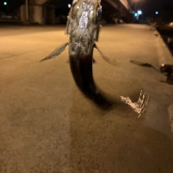 クーのぼっち釣行記!