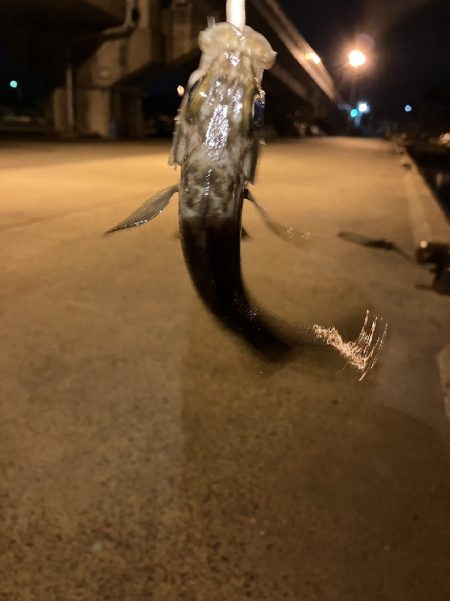 クーのぼっち釣行記!