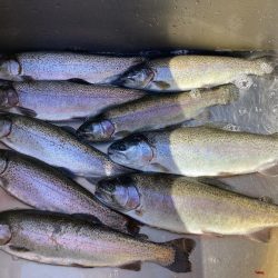 釣食浪漫 ~パターンを見極めろ!~