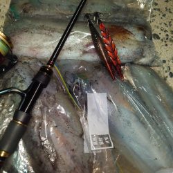 ナイトエギングIN対馬