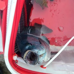 和歌山市江（吉丸渡船）でグレ釣り