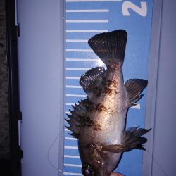 雨中メバリング