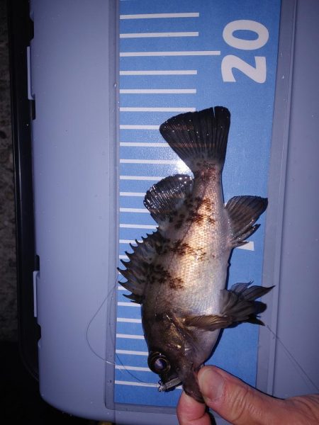 雨中メバリング