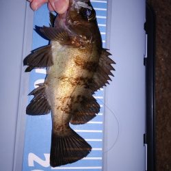 激渋メバリング