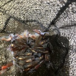 初ホタルイカ&ホタルイカパターン