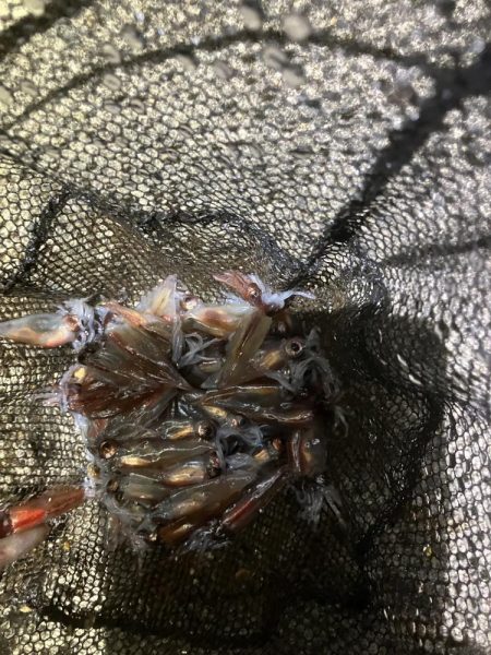 初ホタルイカ&ホタルイカパターン