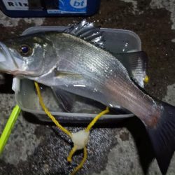 2024/02/02 南港ライトゲーム釣行 (ロックフィッシュ狙い)