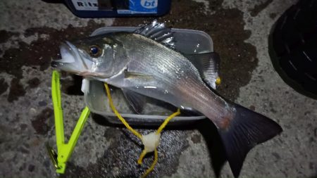 2024/02/02 南港ライトゲーム釣行 (ロックフィッシュ狙い)