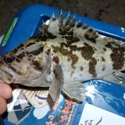 2024/02/04 南港ライトゲーム釣行 (ロックフィッシュ狙い)