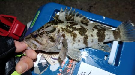 2024/02/04 南港ライトゲーム釣行 (ロックフィッシュ狙い)