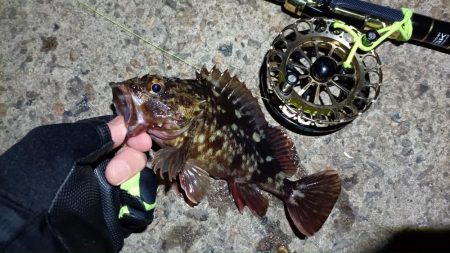 2024/02/07 南港ヘチ釣り釣行