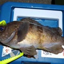 2024/02/08 南港ライトゲーム釣行 (ロックフィッシュ狙い)