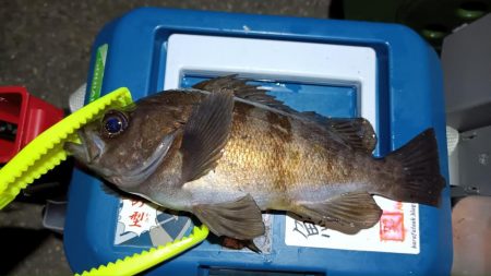 2024/02/08 南港ライトゲーム釣行 (ロックフィッシュ狙い)