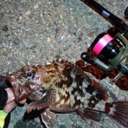 2024/02/09 南港ライトゲーム釣行 (ロックフィッシュ狙い)