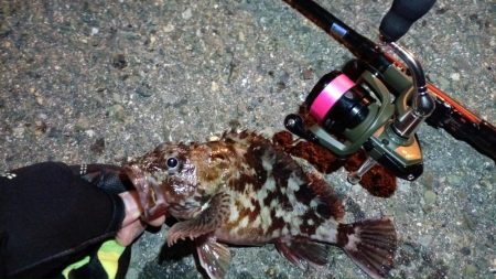 2024/02/09 南港ライトゲーム釣行 (ロックフィッシュ狙い)