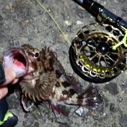 2024/02/10 南港ヘチ釣り釣行