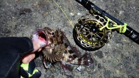 2024/02/10 南港ヘチ釣り釣行