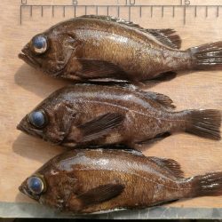 泉佐野食品コンビナートでメバル