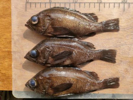 泉佐野食品コンビナートでメバル