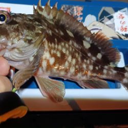 2024/02/12 南港ライトゲーム釣行 (ロックフィッシュ狙い)