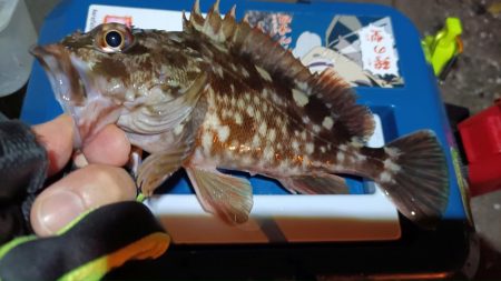 2024/02/12 南港ライトゲーム釣行 (ロックフィッシュ狙い)