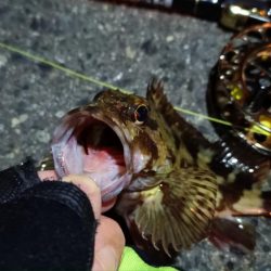 2024/02/16 南港ヘチ釣り釣行 (歳無し釣果有り!)