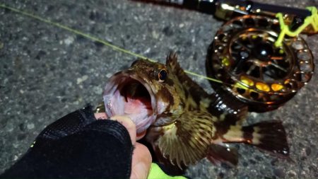 2024/02/16 南港ヘチ釣り釣行 (歳無し釣果有り!)