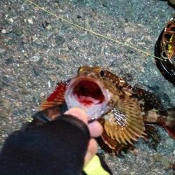 2024/02/17 南港ヘチ釣り釣行 (歳無し釣果有り2!)