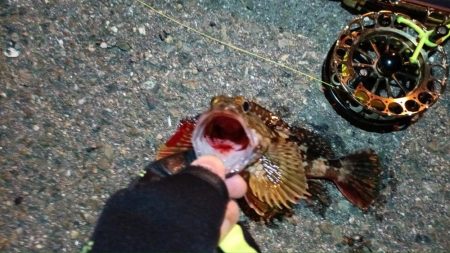 2024/02/17 南港ヘチ釣り釣行 (歳無し釣果有り2!)