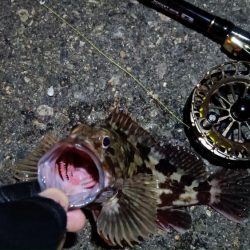 2024/02/23 南港ヘチ釣り釣行