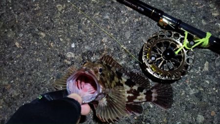 2024/02/23 南港ヘチ釣り釣行