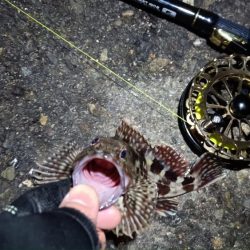 2024/02/25 南港ヘチ釣り釣行