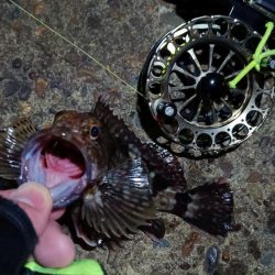 2024/02/28 南港ヘチ釣り釣行