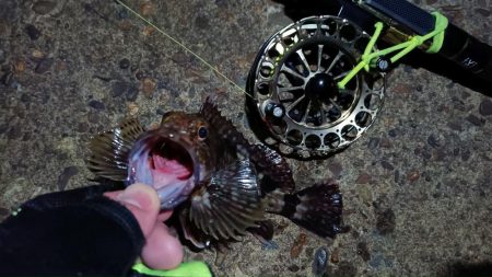 2024/02/28 南港ヘチ釣り釣行