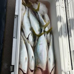 ジギング船でハマチ爆釣、サワラ、アオハタも